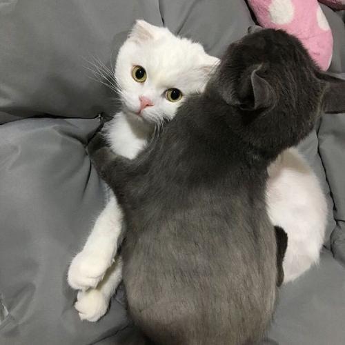 卖萌可爱小猫小狗头像,白色的小猫咪太萌了
