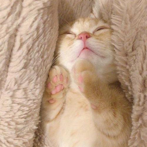 卖萌可爱小猫小狗头像,白色的小猫咪太萌了