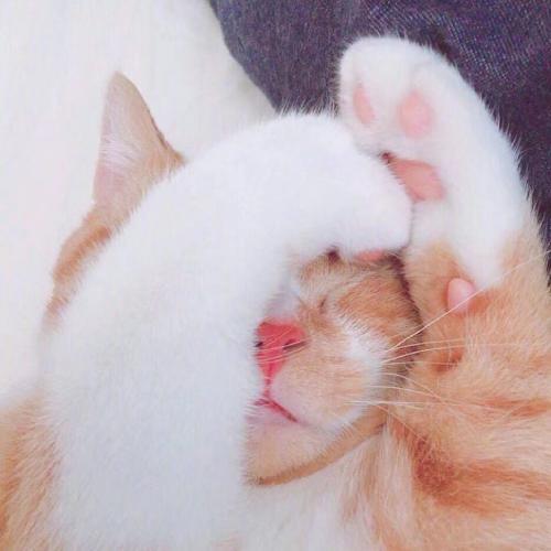 卖萌可爱小猫小狗头像,白色的小猫咪太萌了