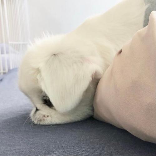 卖萌可爱小猫小狗头像,白色的小猫咪太萌了
