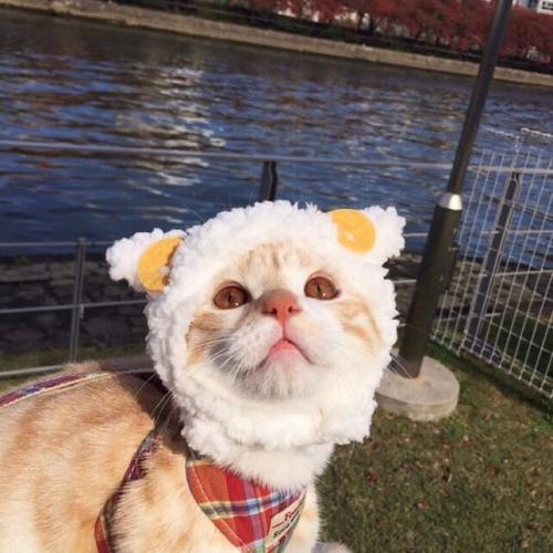 卖萌可爱小猫小狗头像,白色的小猫咪太萌了
