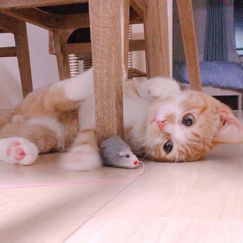 卖萌可爱小猫小狗头像,白色的小猫咪太萌了