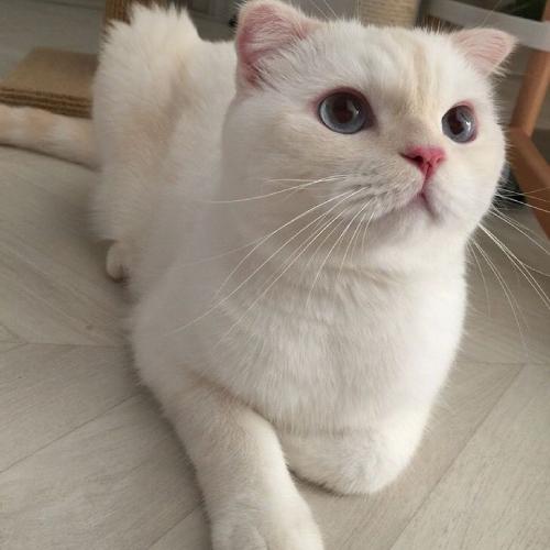 卖萌可爱小猫小狗头像,白色的小猫咪太萌了